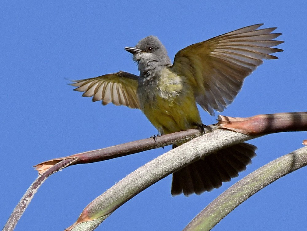 Kingbird2.jpg