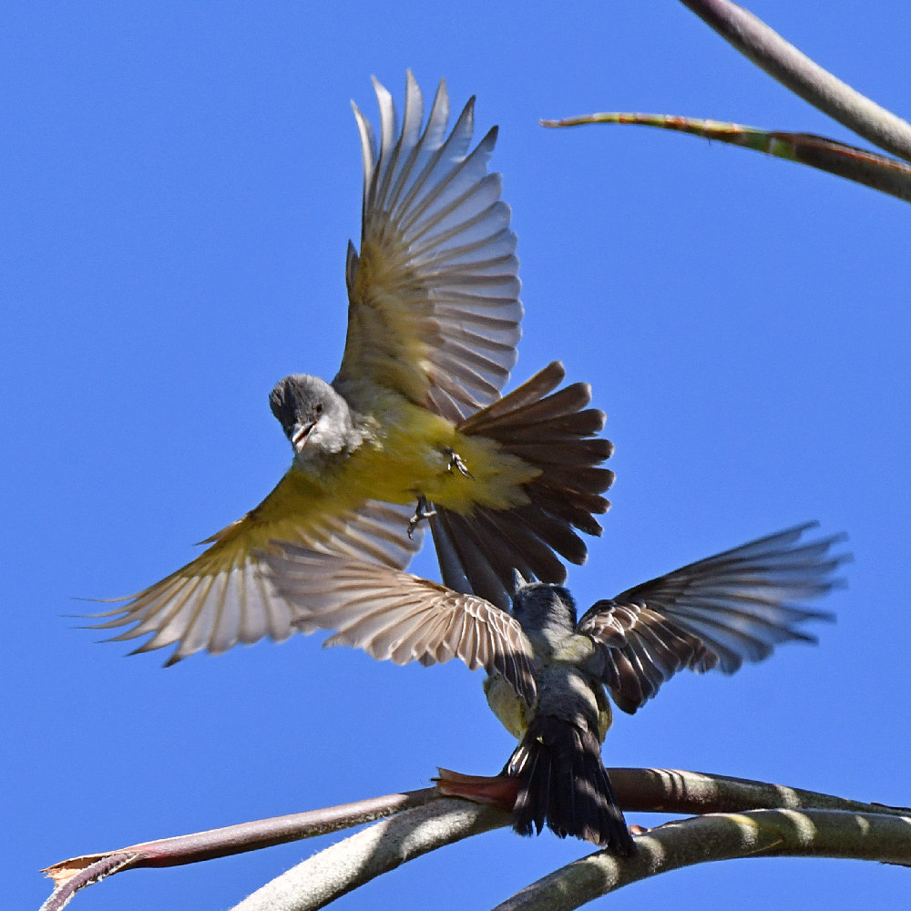 Kingbird2.jpg
