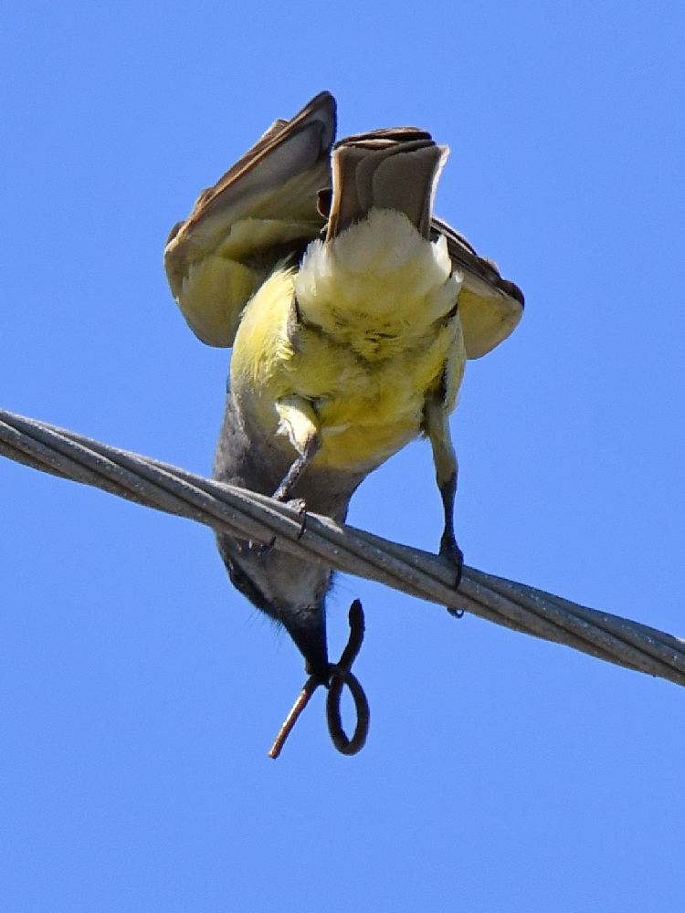 Kingbird2.jpg