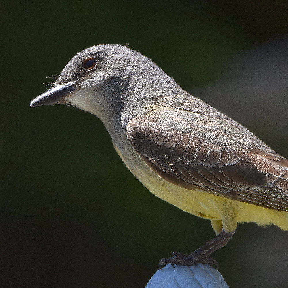 Kingbird2.jpg