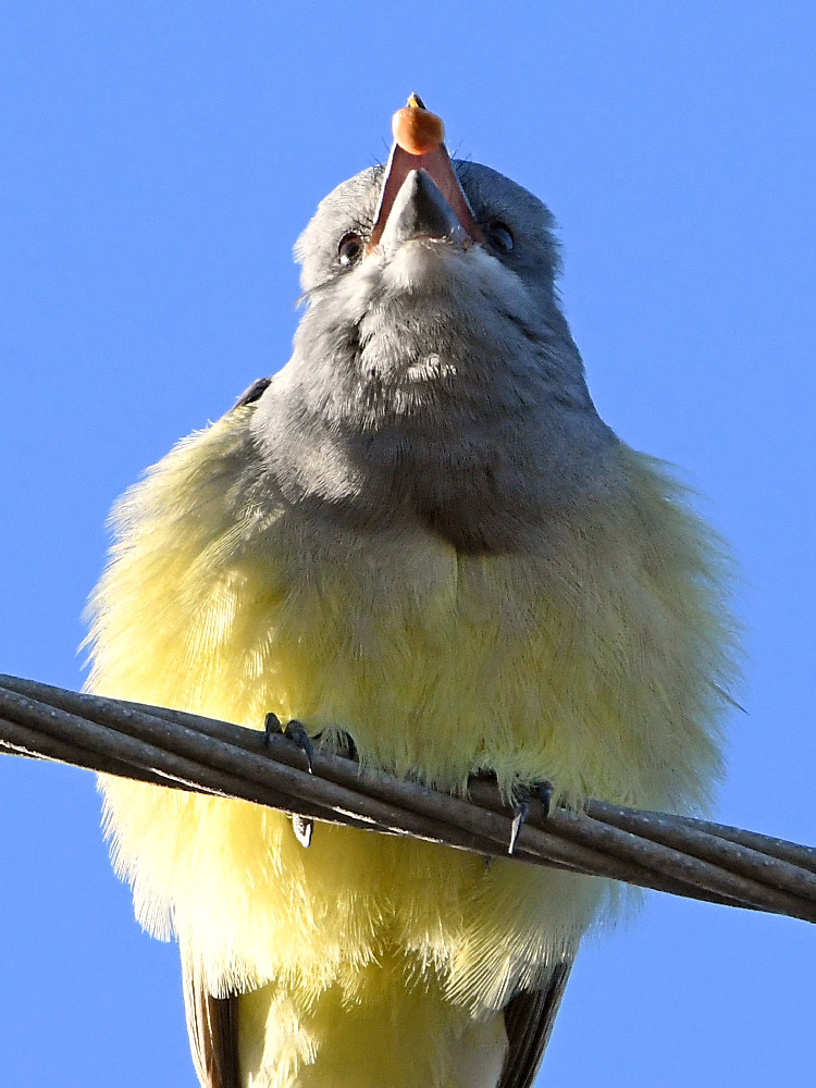 Kingbird2.jpg