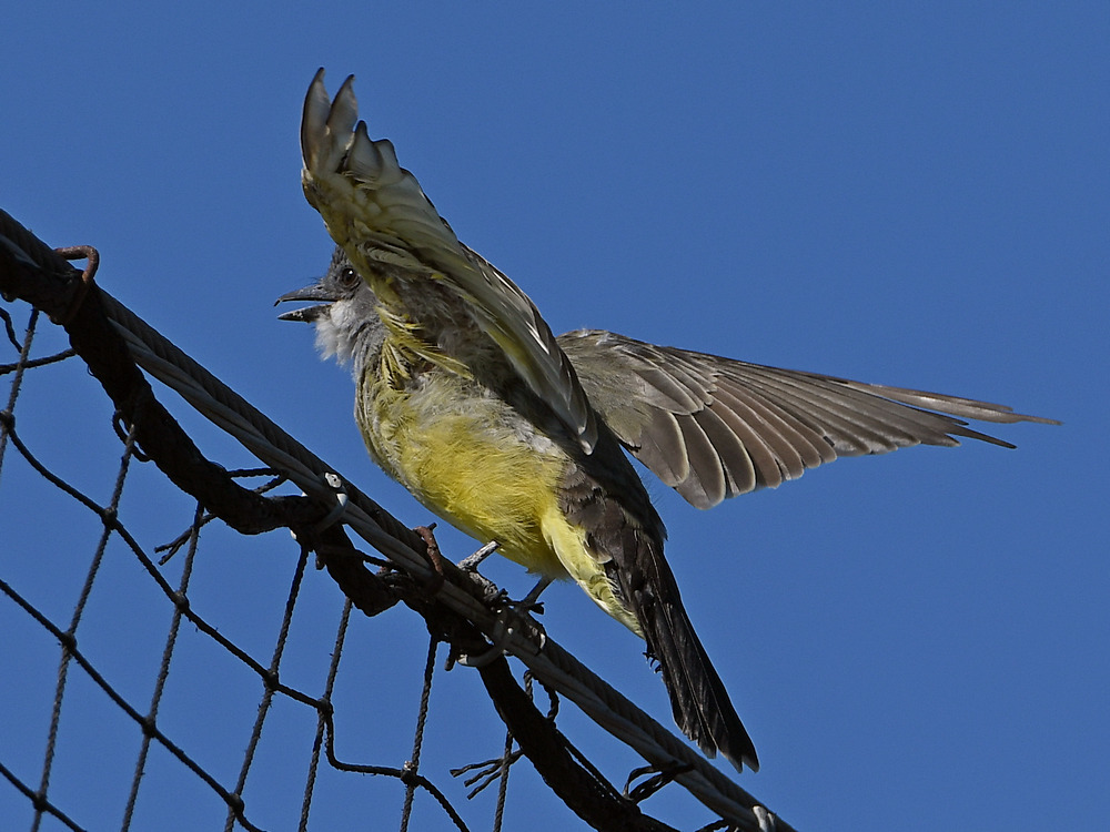 Kingbird2.jpg