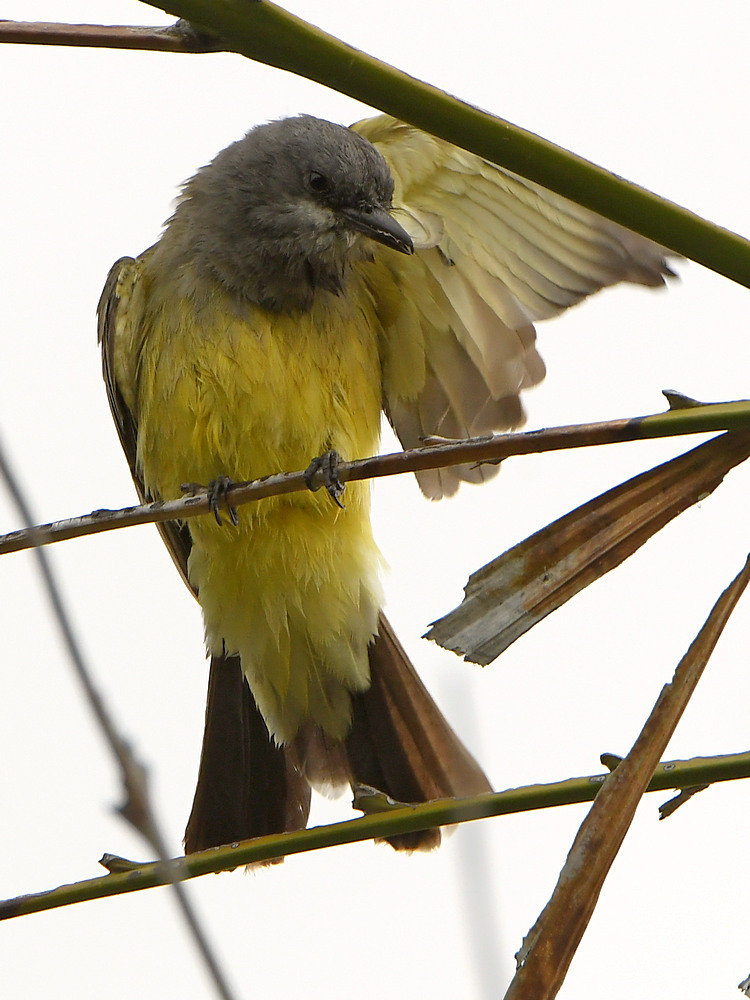 Kingbird2.jpg
