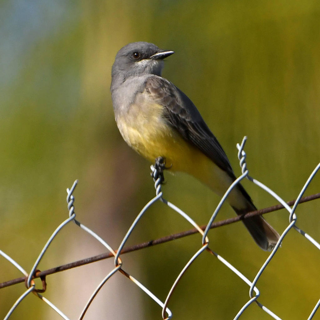 Kingbird2.jpg