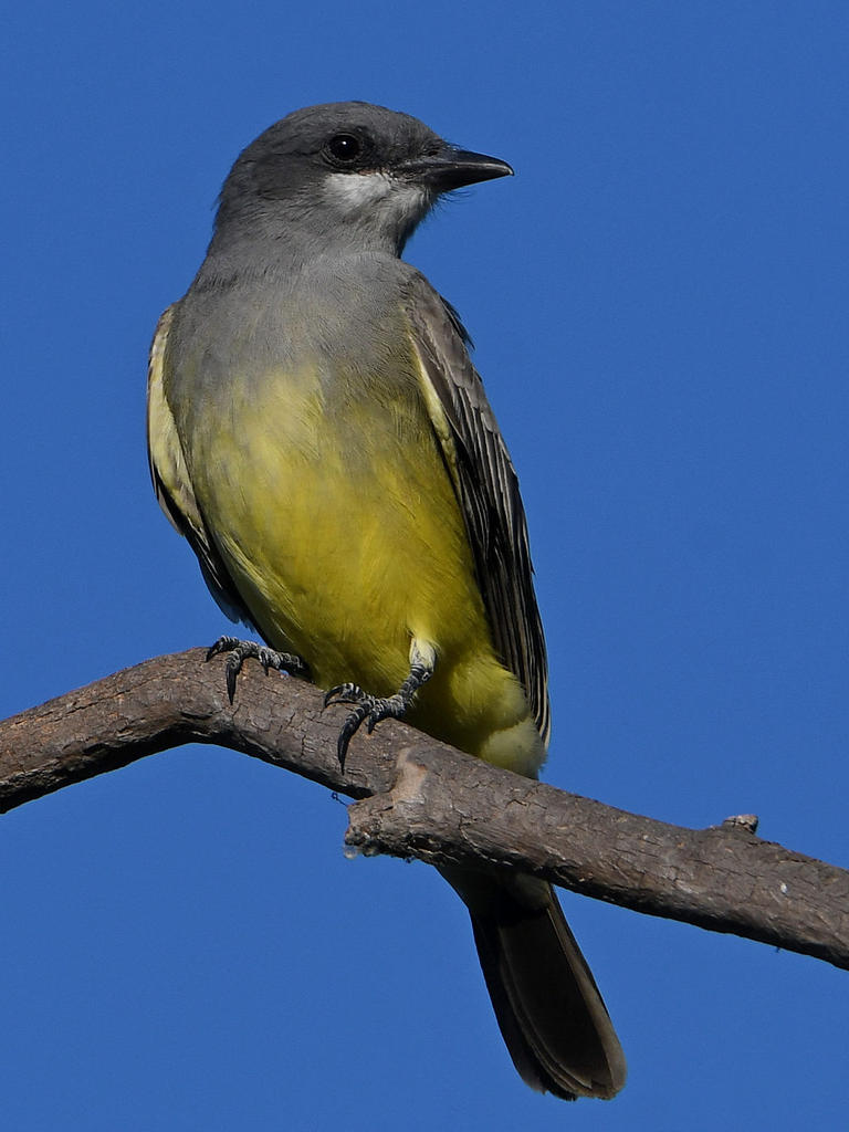 Kingbird2.jpg