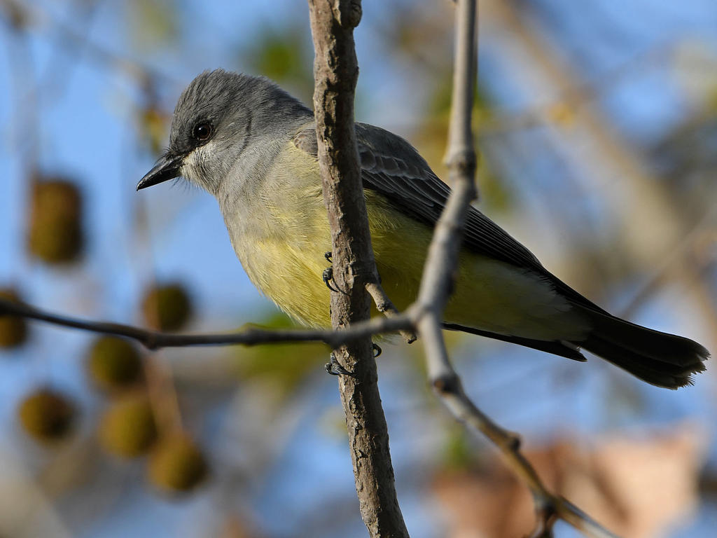 Kingbird2.jpg