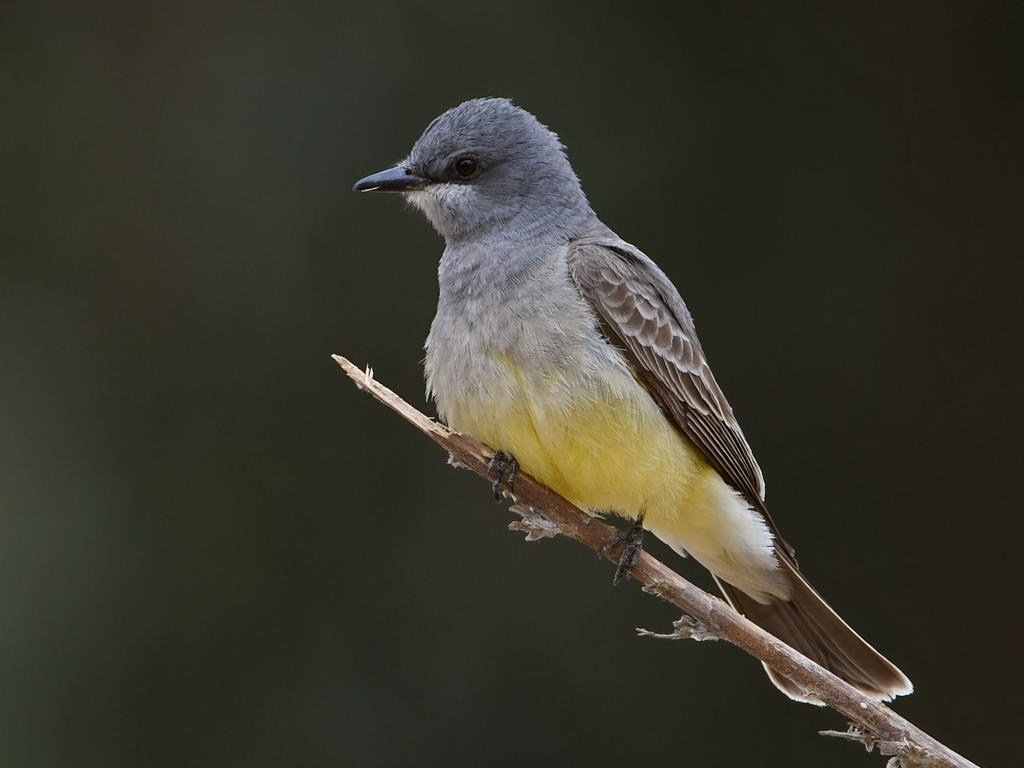 Kingbird2.jpg