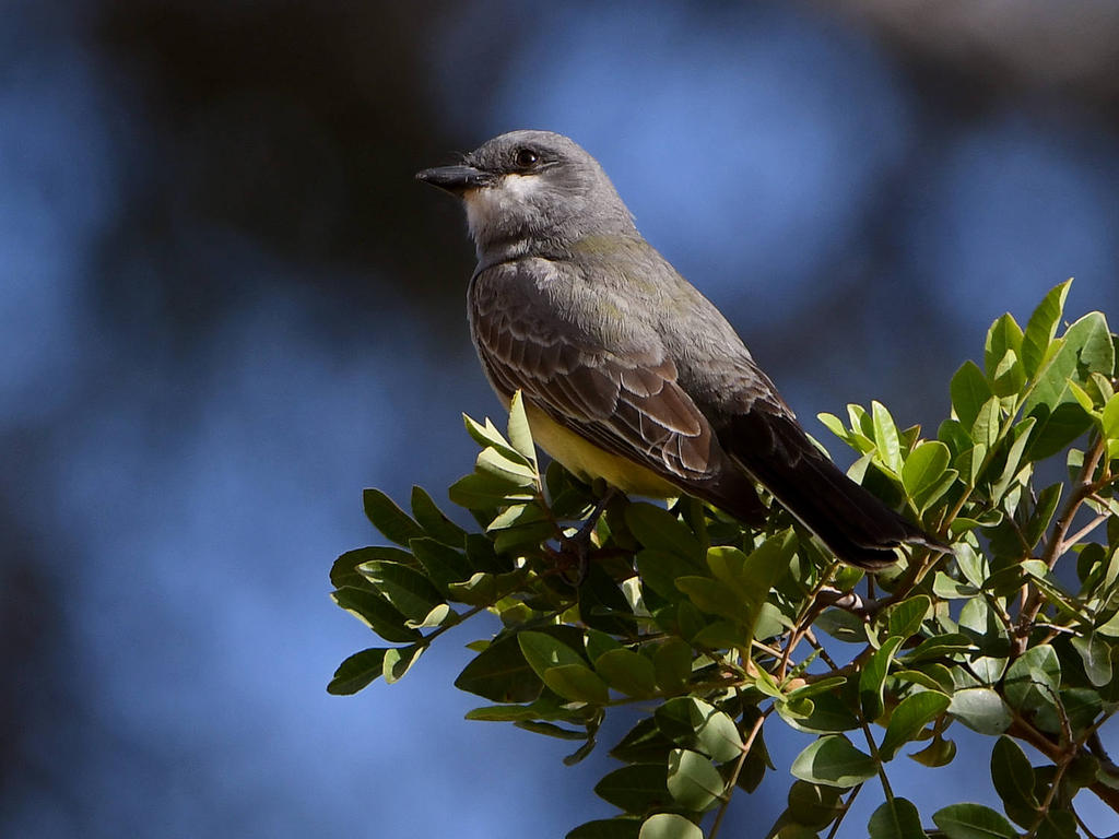 Kingbird2.jpg