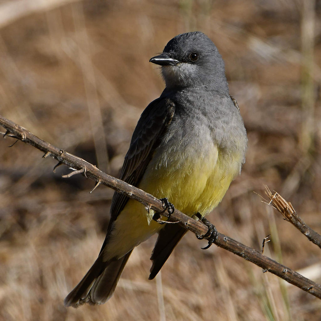Kingbird2.jpg