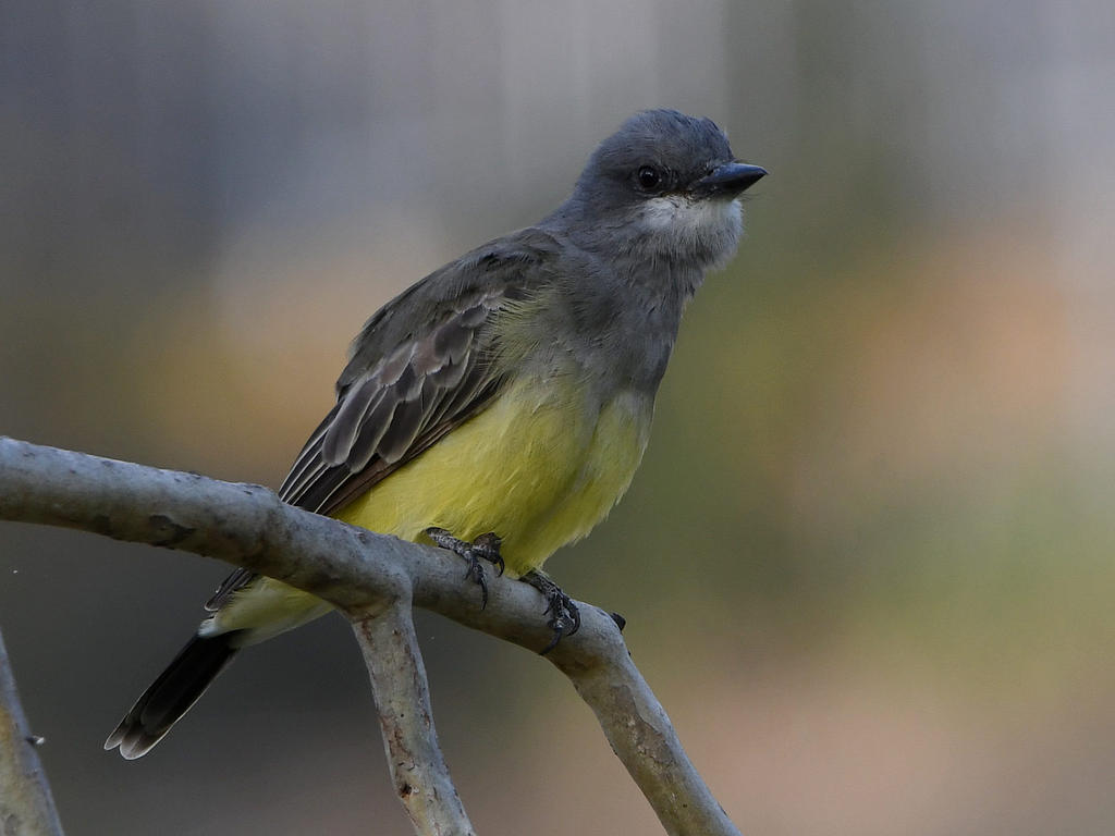 Kingbird2.jpg