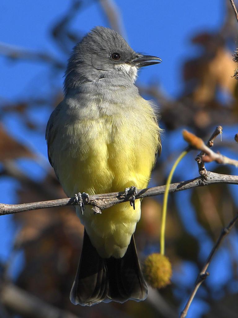 Kingbird2.jpg