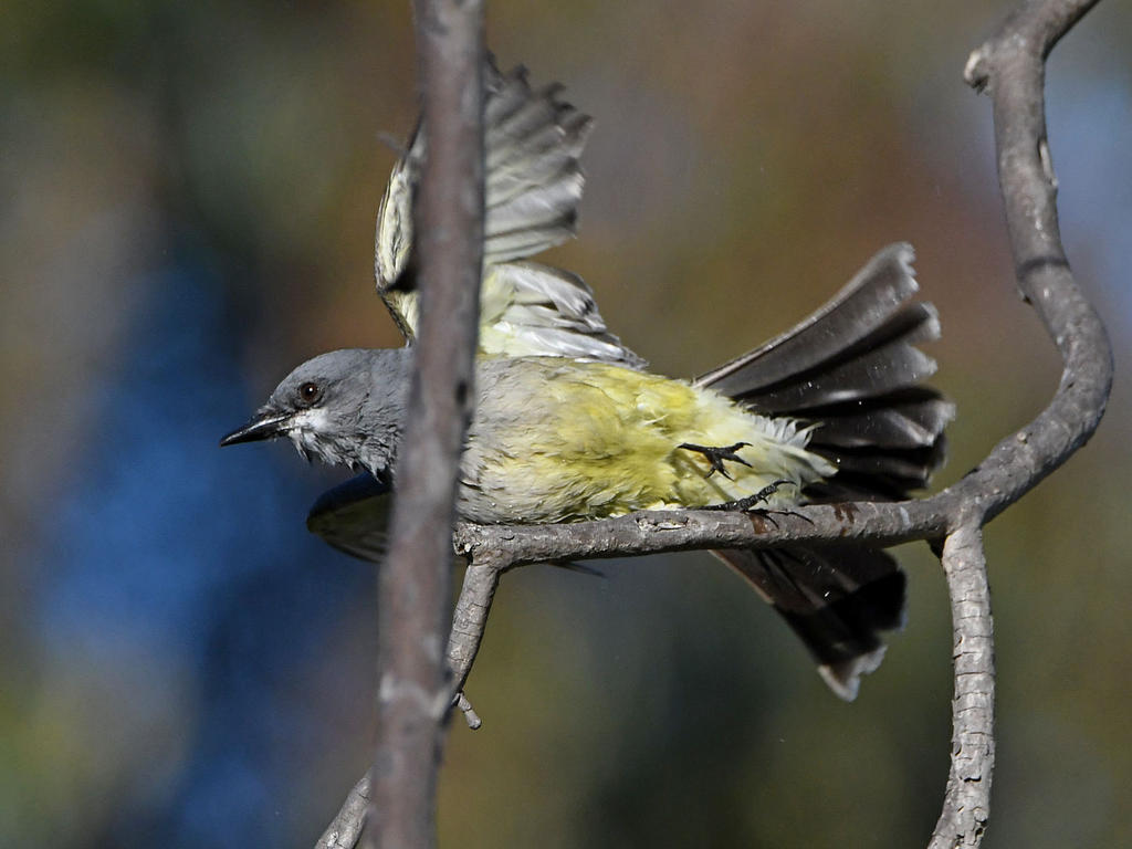 Kingbird2.jpg