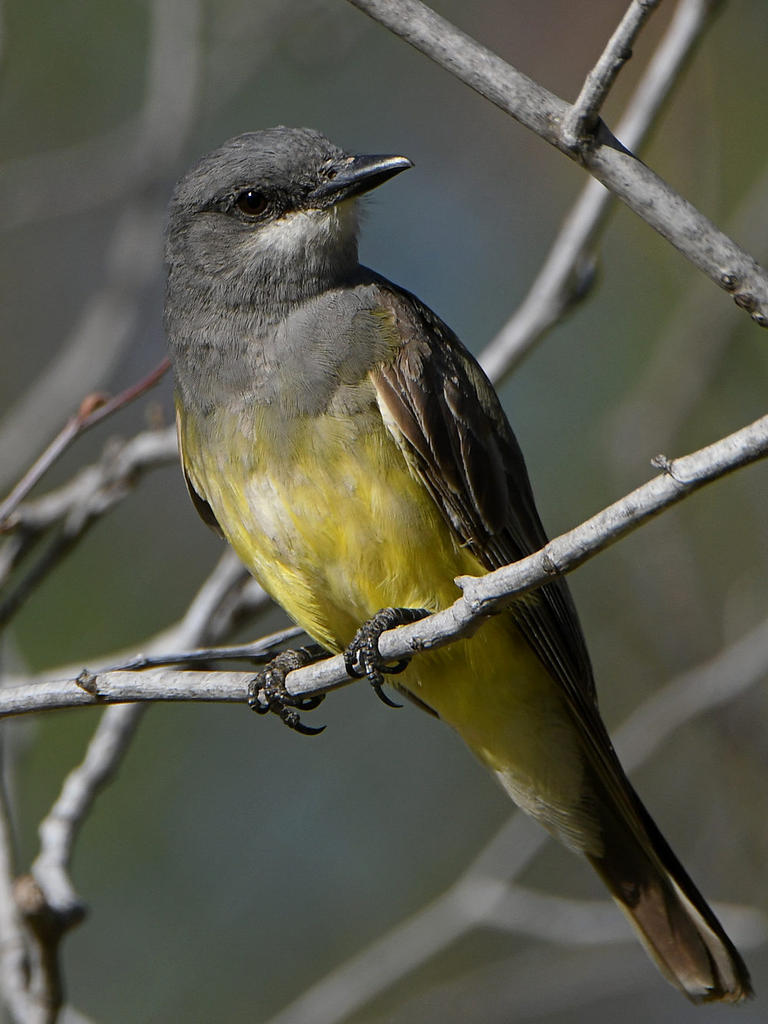 Kingbird2.jpg