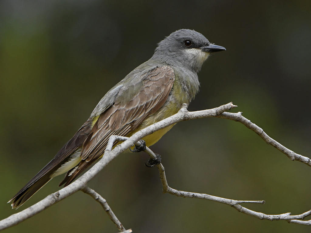 Kingbird2.jpg