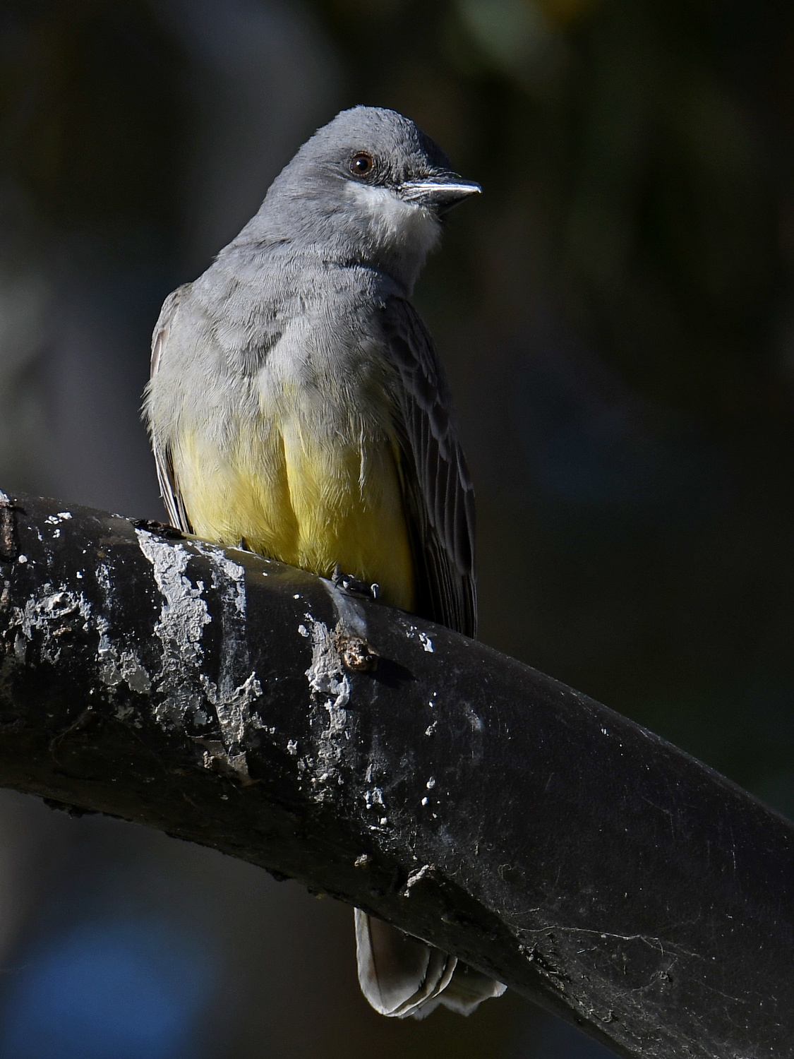 Kingbird2.jpg