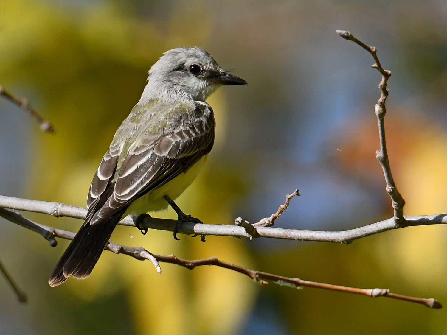 Kingbird2.jpg