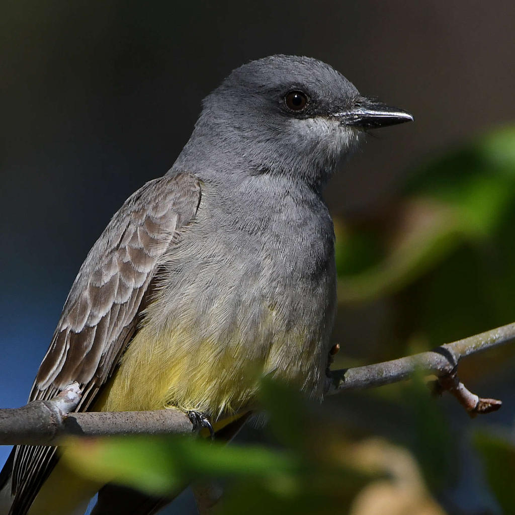 Kingbird21.jpg