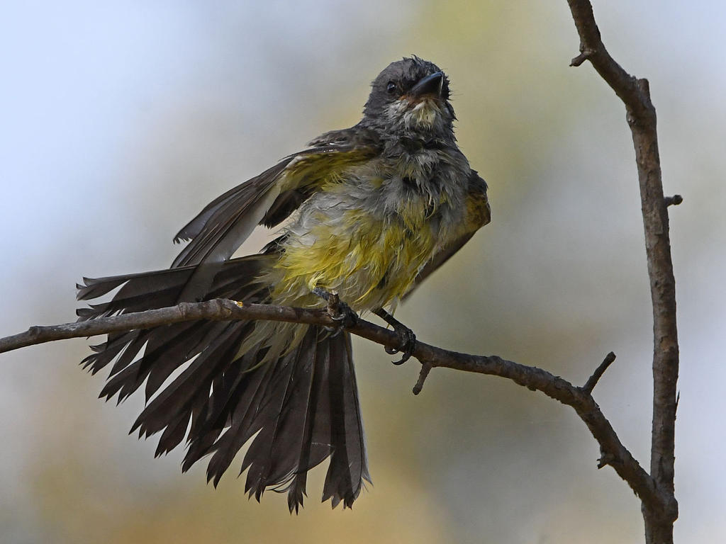 Kingbird24.jpg