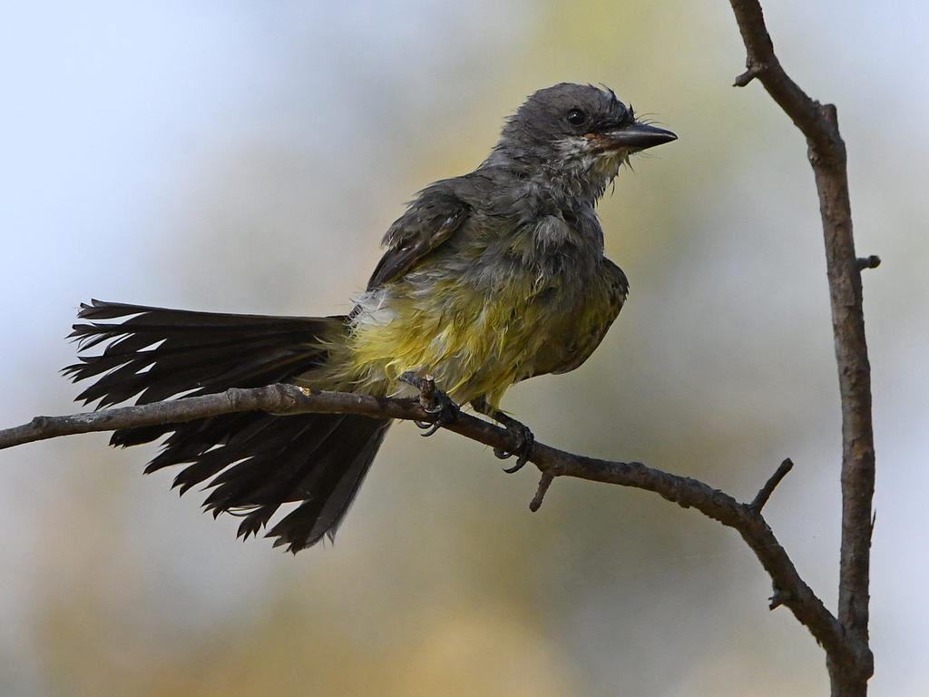Kingbird26.jpg
