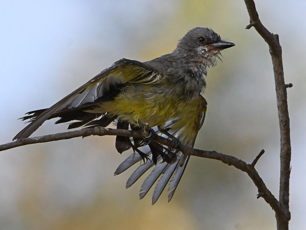 Kingbird28.jpg