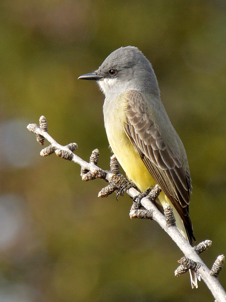 Kingbird3.jpg
