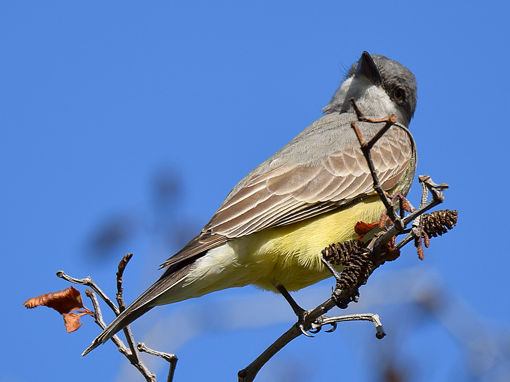 Kingbird3.jpg