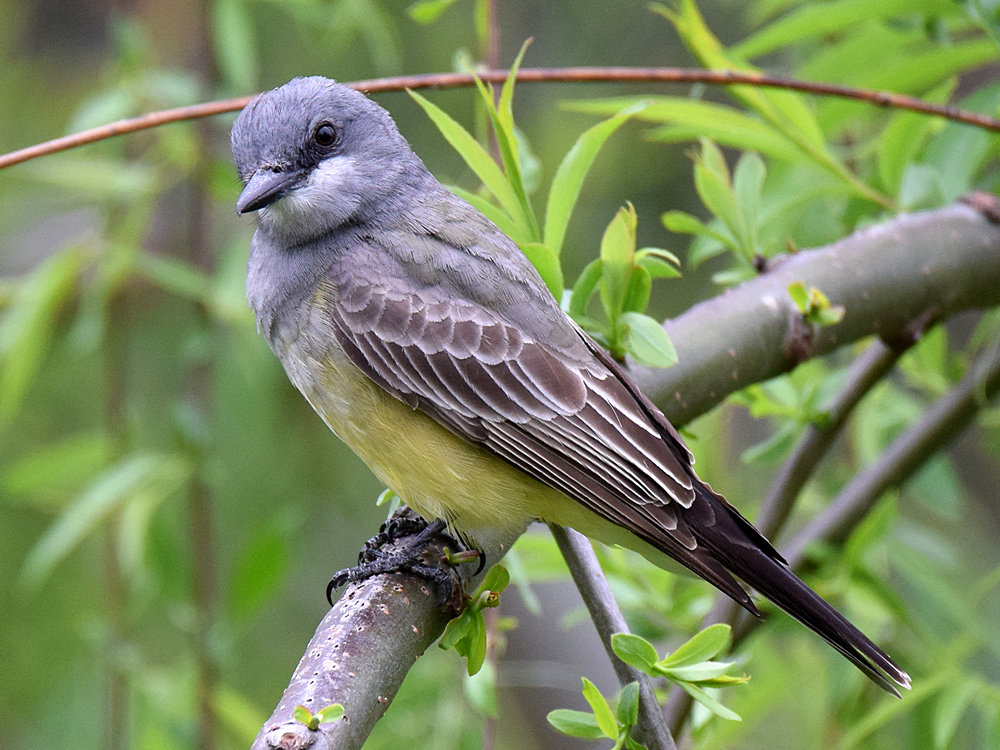 Kingbird3.jpg