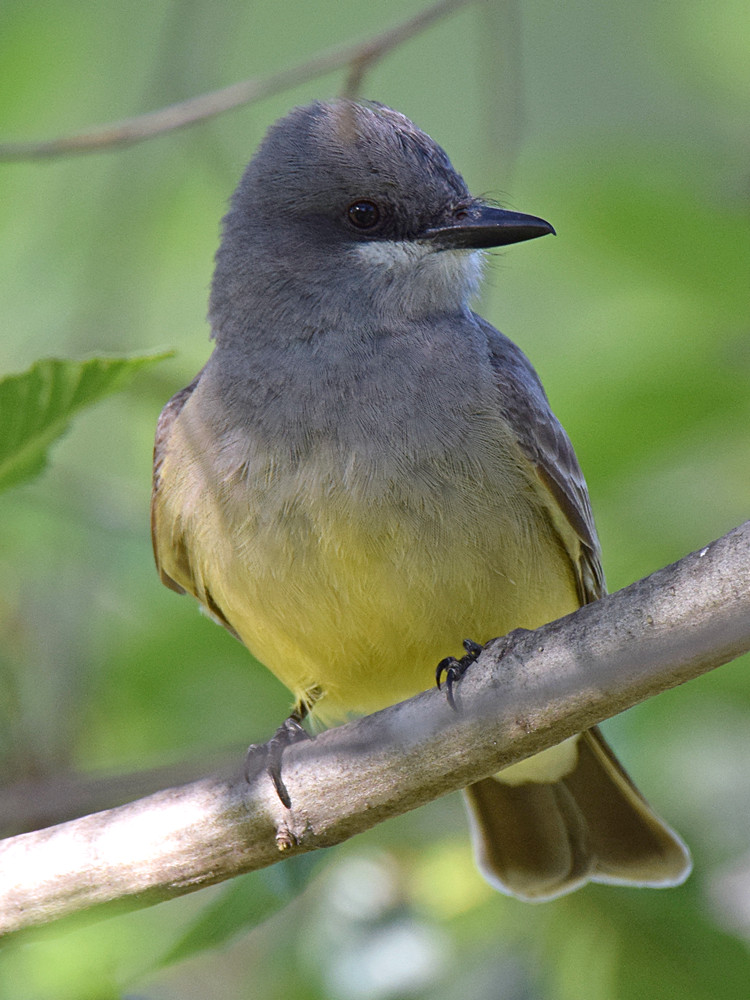 Kingbird3.jpg