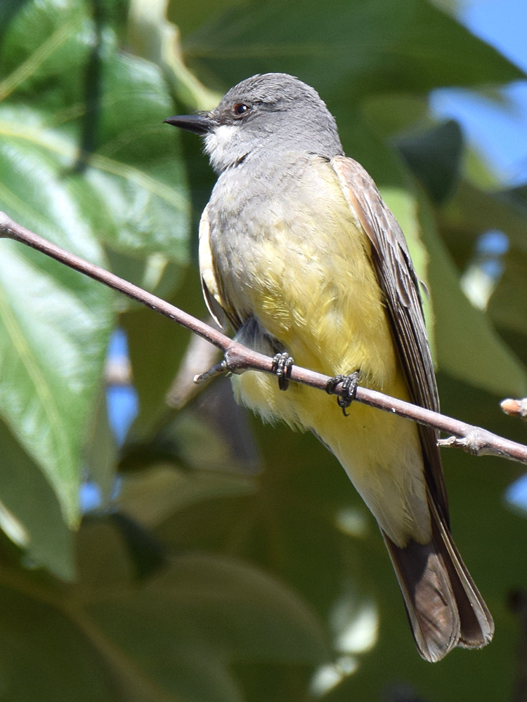 Kingbird3.jpg