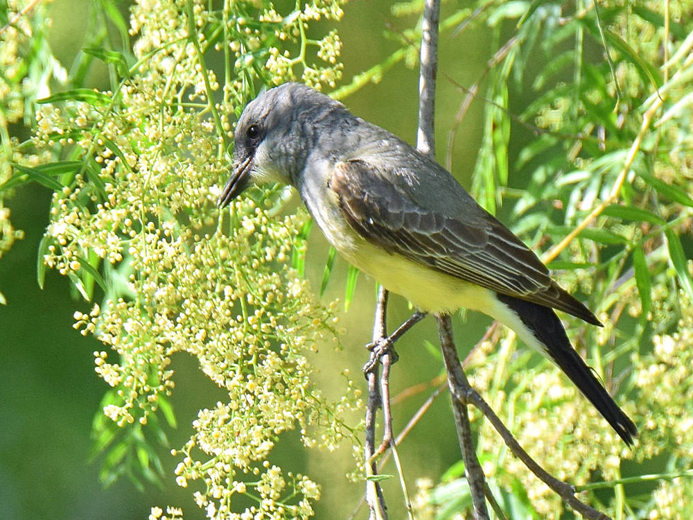 Kingbird3.jpg