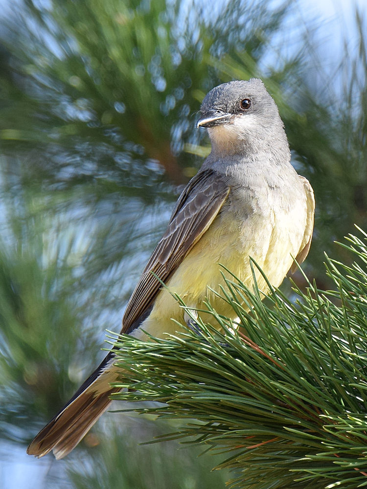 Kingbird3.jpg