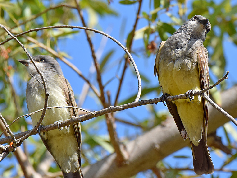Kingbird3.jpg