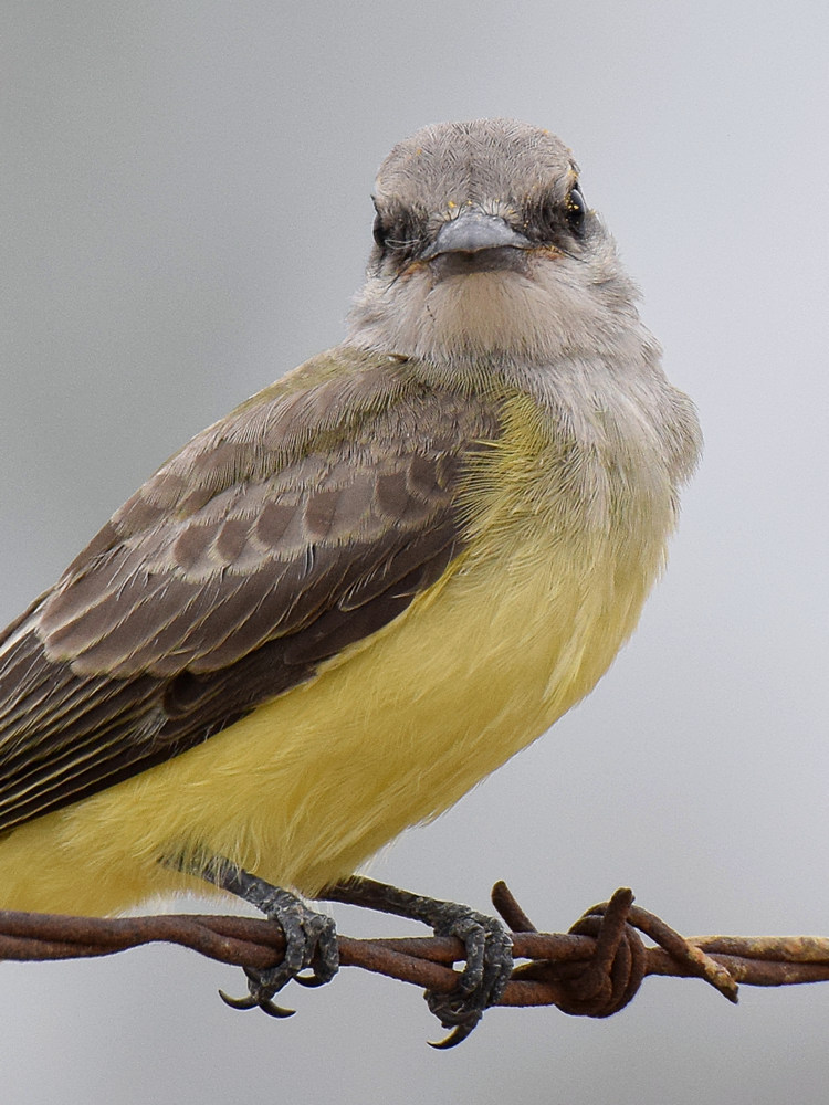 Kingbird3.jpg