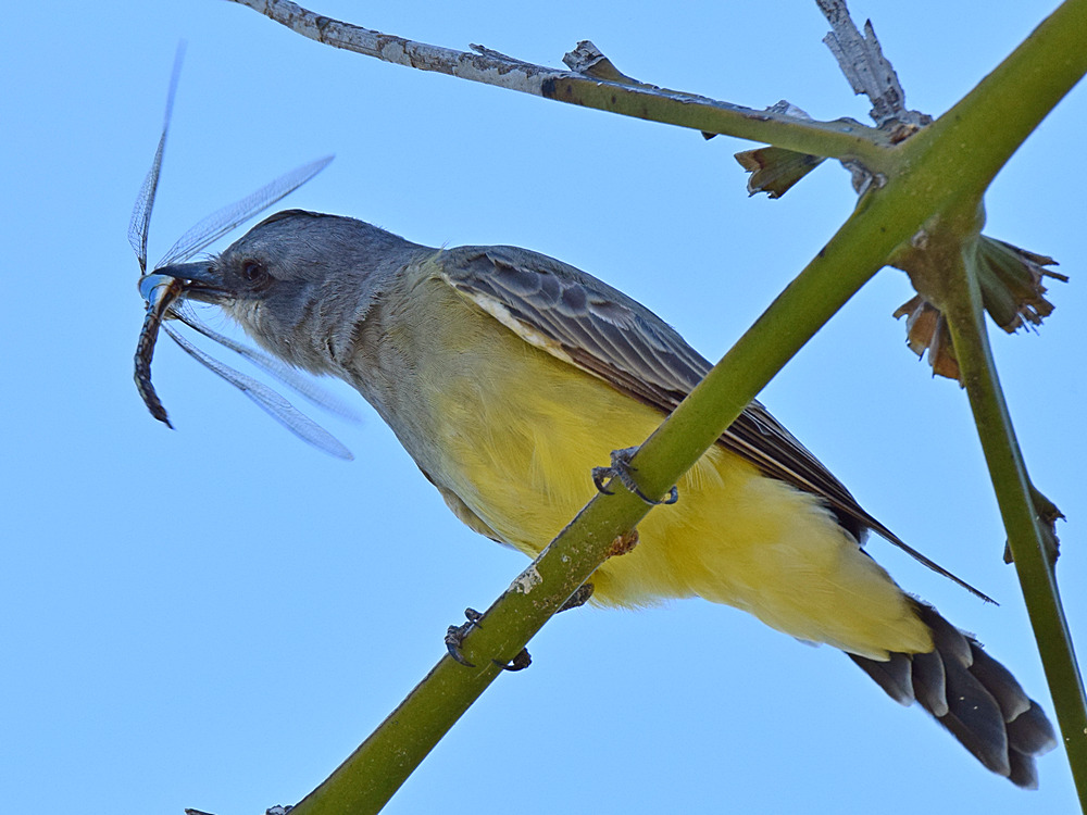 Kingbird3.jpg
