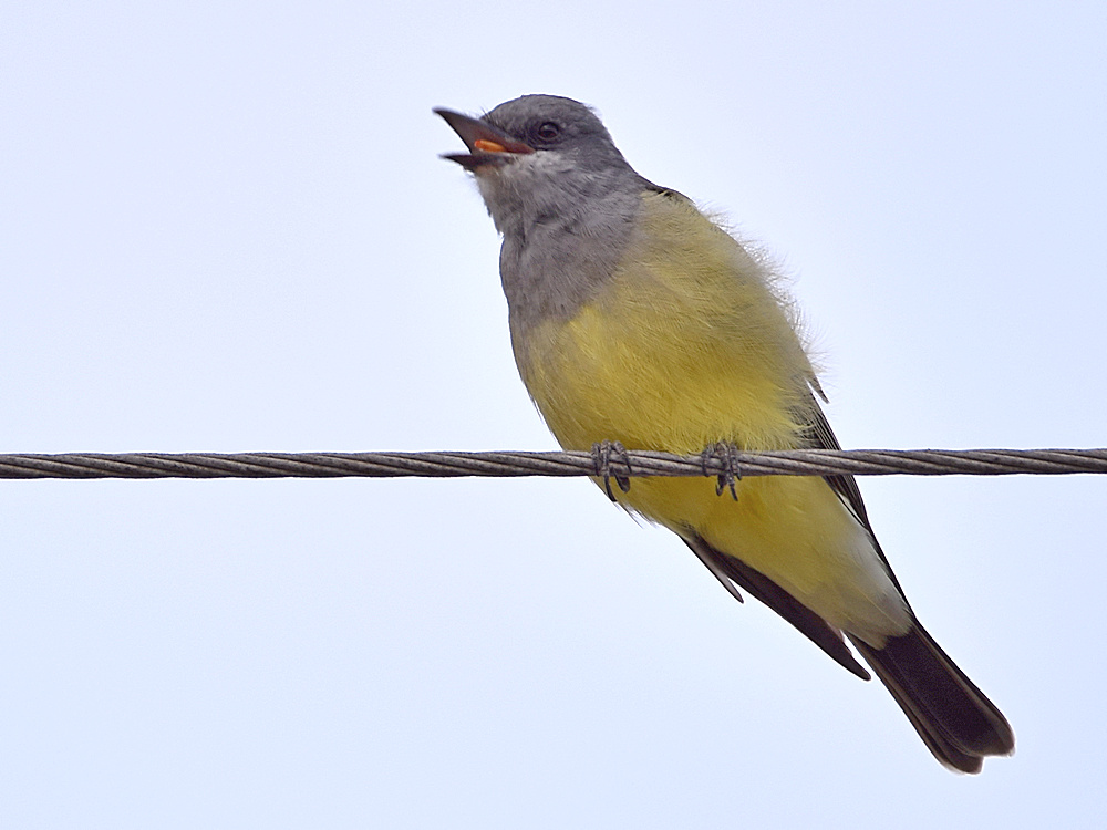 Kingbird3.jpg