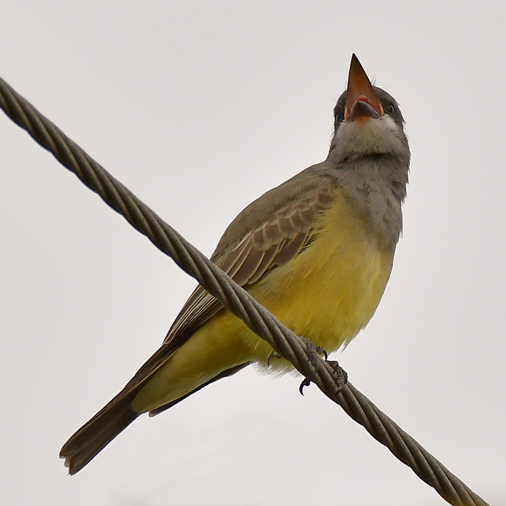 Kingbird3.jpg