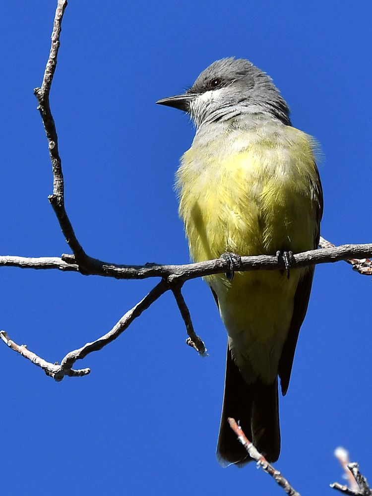 Kingbird3.jpg