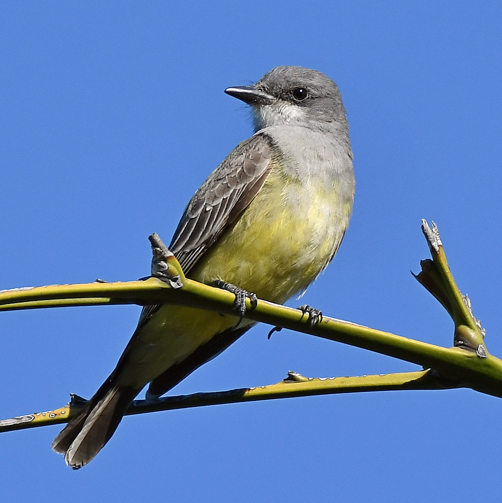 Kingbird3.jpg