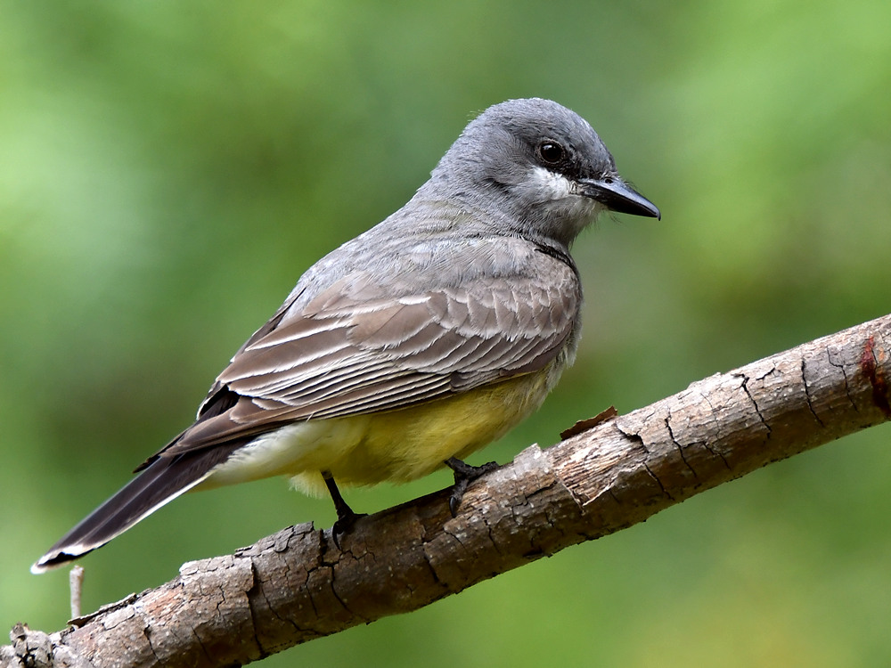 Kingbird3.jpg