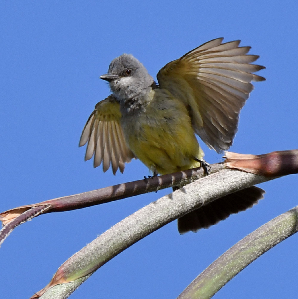 Kingbird3.jpg