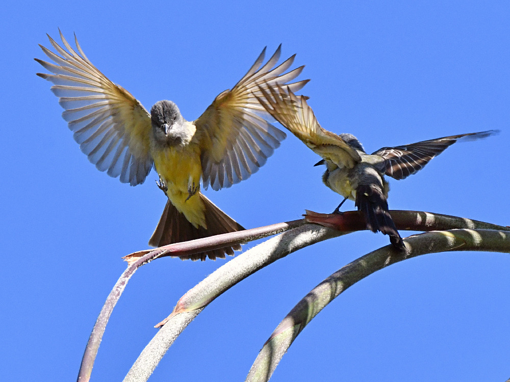 Kingbird3.jpg