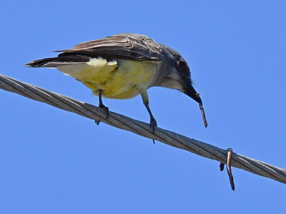 Kingbird3.jpg