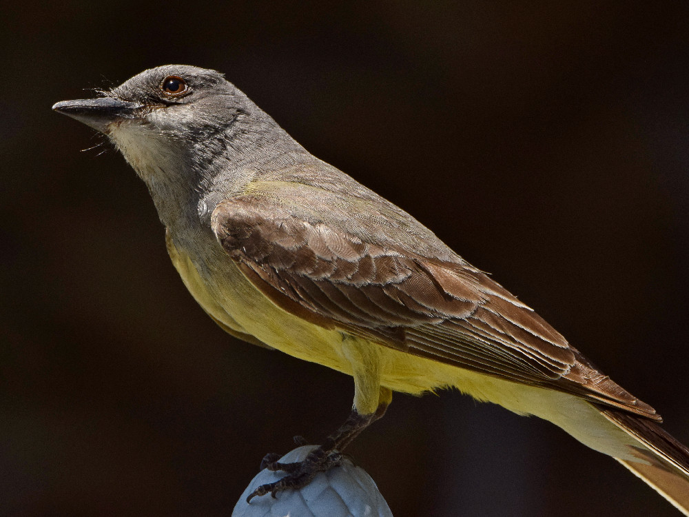 Kingbird3.jpg