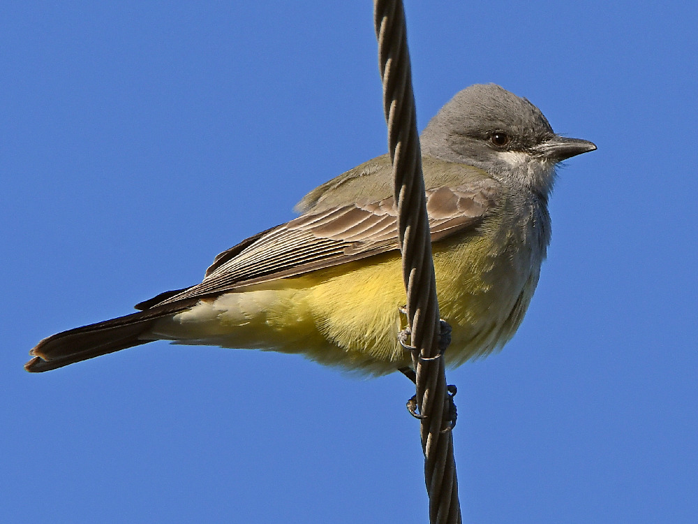 KingBird3.jpg