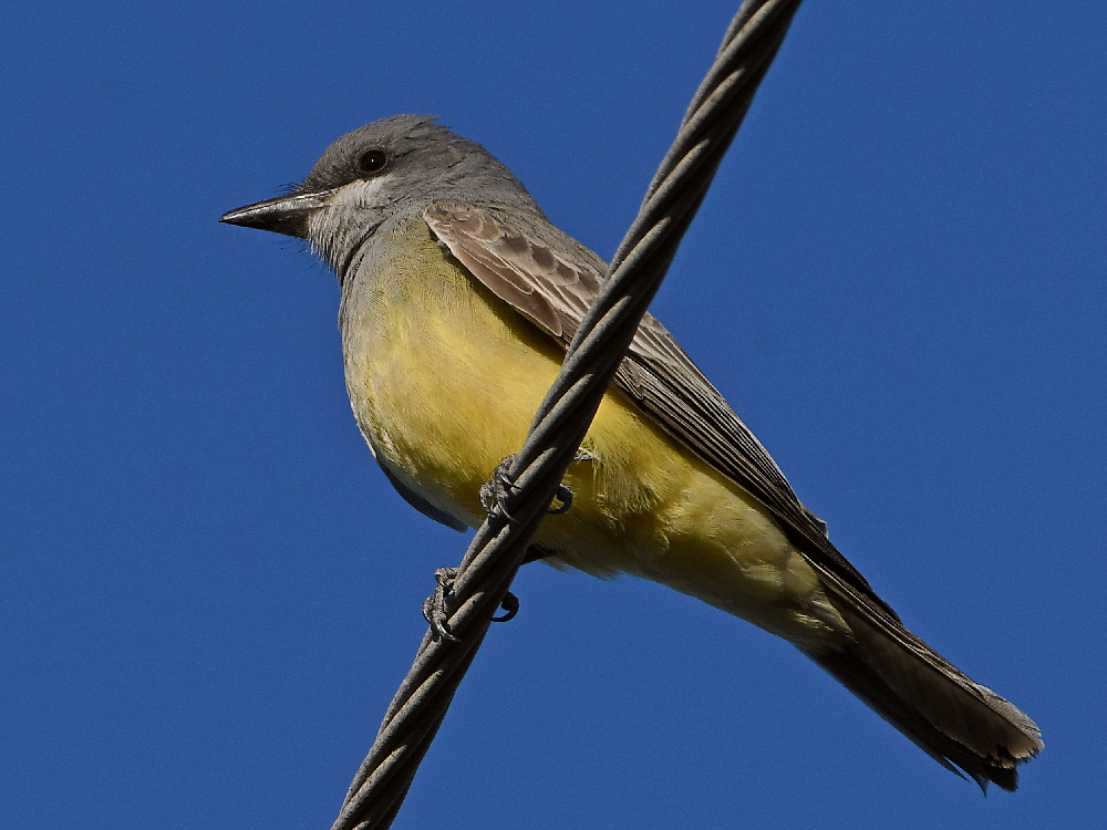 Kingbird3.jpg