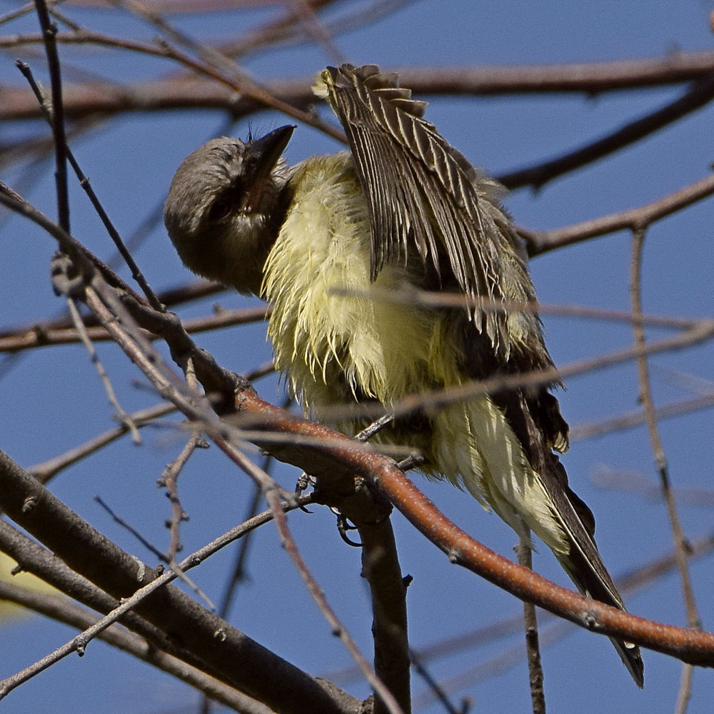 Kingbird3.jpg