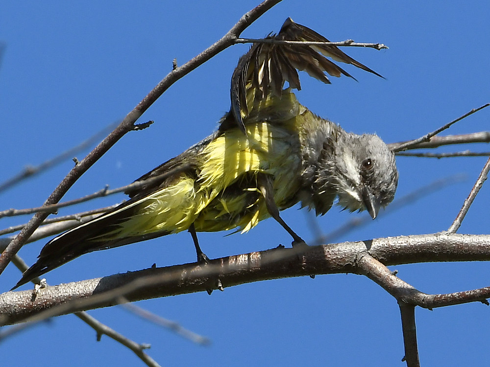 Kingbird3.jpg