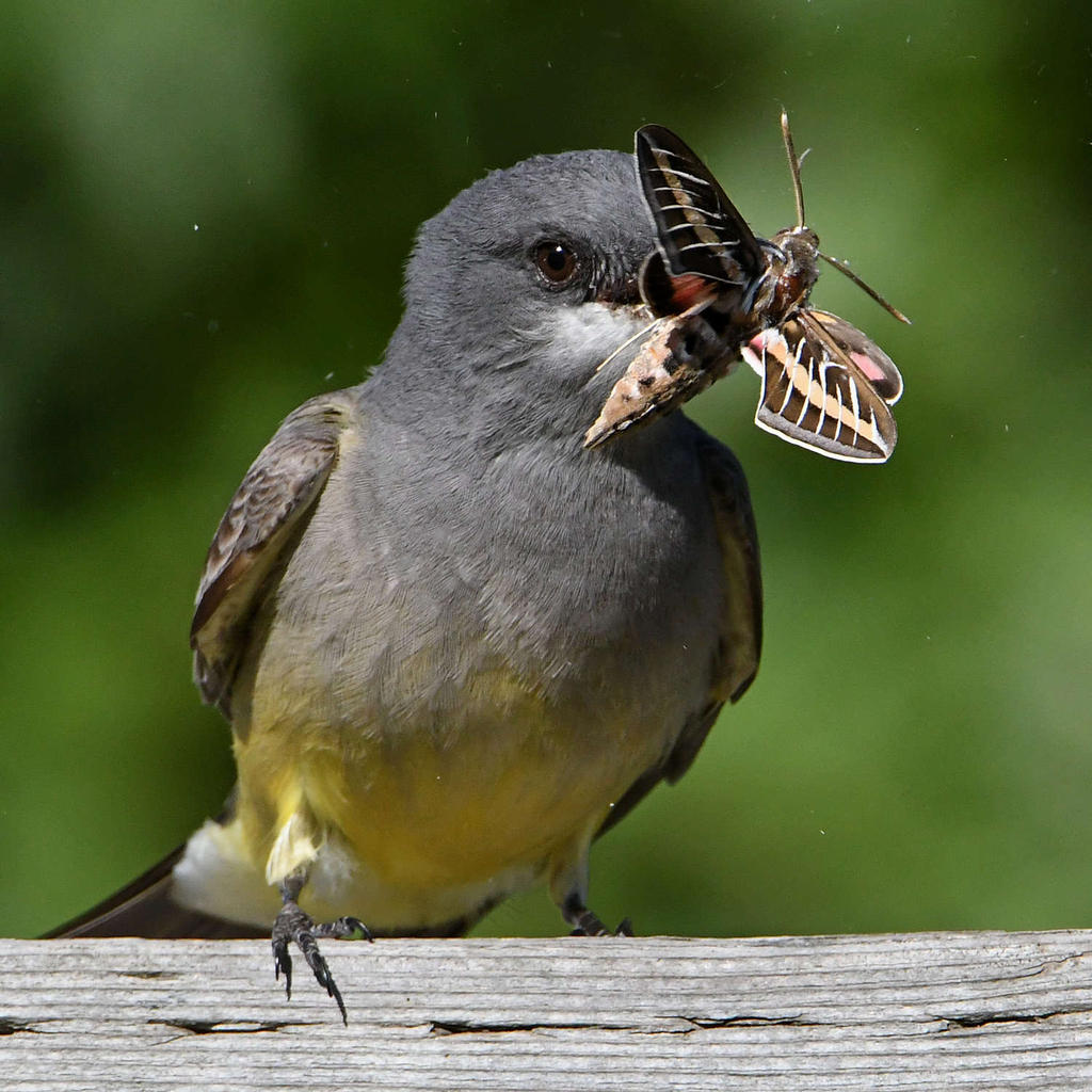 Kingbird3.jpg