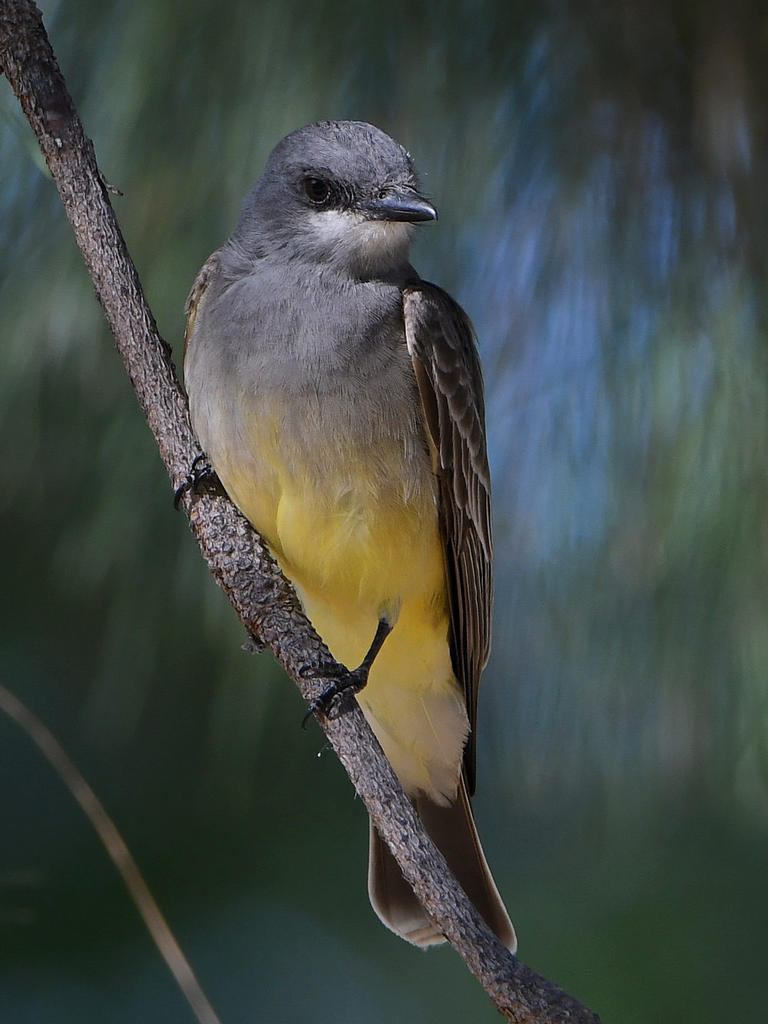 Kingbird3.jpg