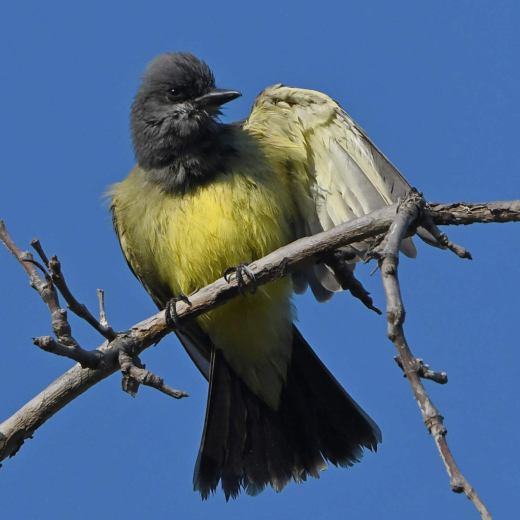 Kingbird3.jpg
